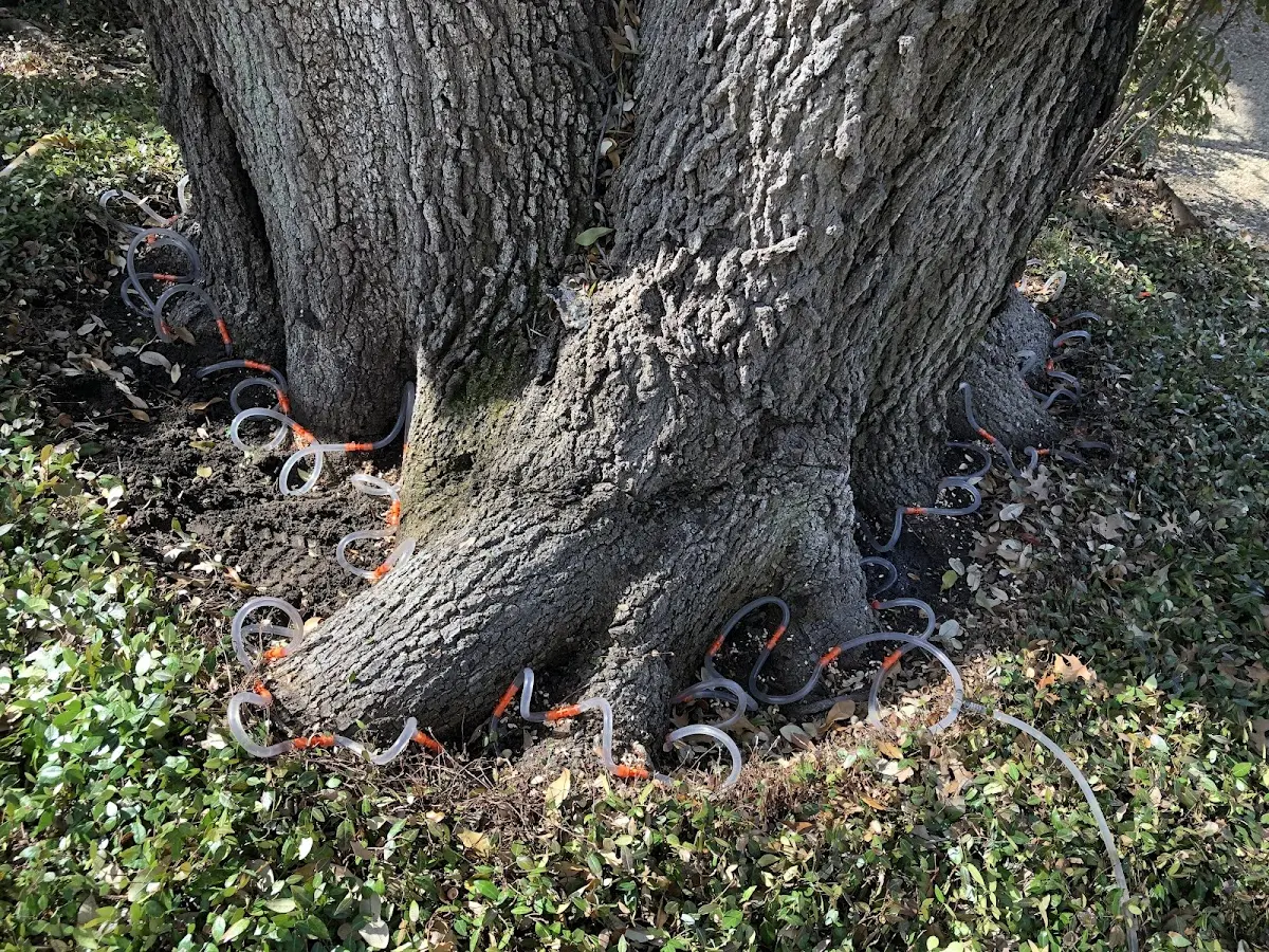 Detailed Tree Cabling and Bracing job site in Clendenin