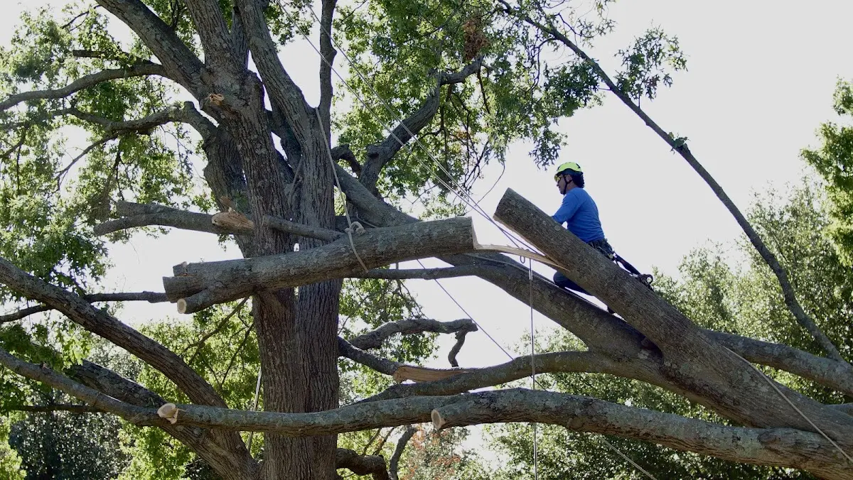 Professional Hazardous Tree Removal performed by certified arborists in Clendenin
