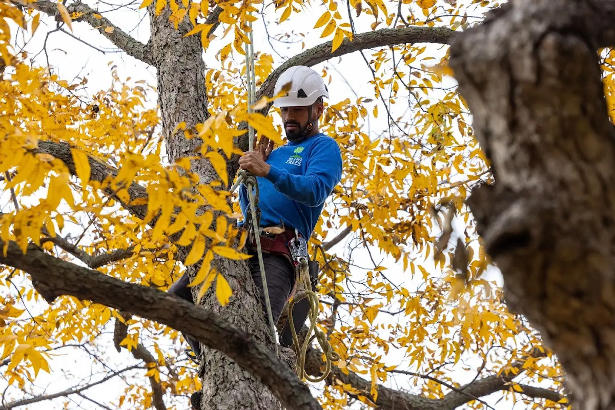 Skilled Tree Trimming crew working in Clendenin